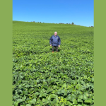 Aldo Vendramin apresenta estratégias para enfrentar a volatilidade das commodities no agronegócio.